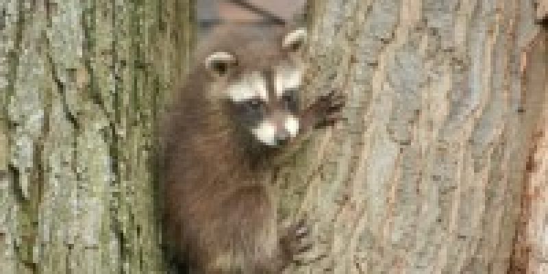 How To Stop Raccoons Climbing? [Full Help Guide]