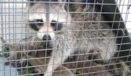 How to Get Rid of Raccoons & Stop Them From Coming BACK!