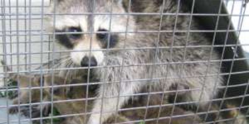How to Get Rid of Raccoons & Stop Them From Coming BACK!