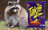 What Do Raccoons Eat?
