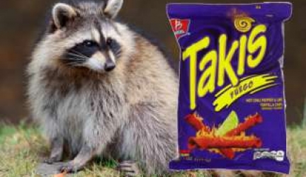 What Do Raccoons Eat?