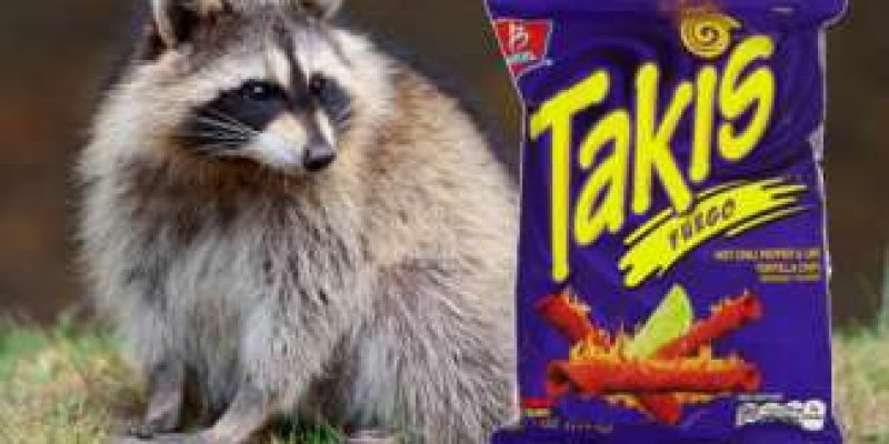 What Do Raccoons Eat?