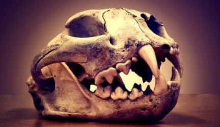 Are Mountain Lions Endangered?