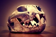 Are Mountain Lions Endangered?