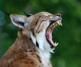 Can you tame a Bobcat?