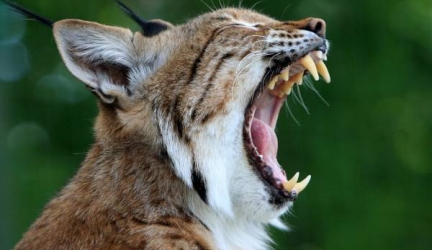 Can you tame a Bobcat?