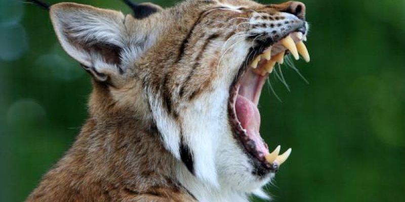 Can you tame a Bobcat?