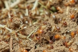 What do Termites Eat? (Infestation Prevention Advice)