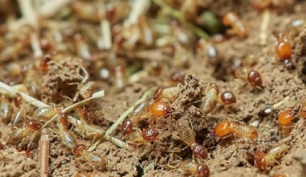 What do Termites Eat? (Infestation Prevention Advice)
