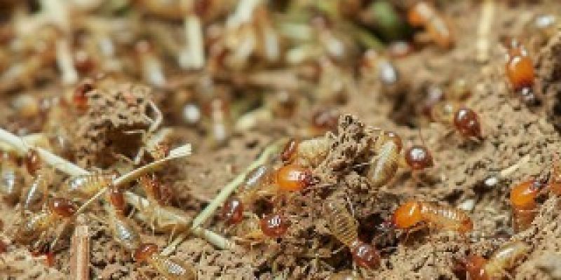 What do Termites Eat? (Infestation Prevention Advice)