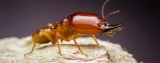 Will My Home Insurance Cover Termite Damage? – Find Out Here