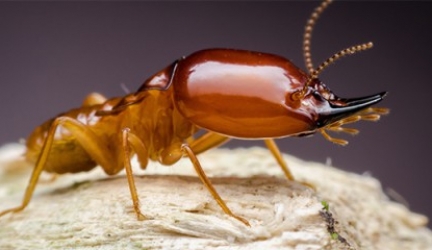 Will My Home Insurance Cover Termite Damage? – Find Out Here