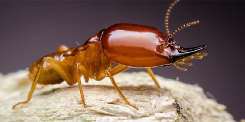 Will My Home Insurance Cover Termite Damage? – Find Out Here