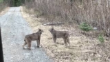 Bobcat Screams & What a Bobcat Sounds Like?