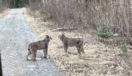 Bobcat Screams & What a Bobcat Sounds Like?