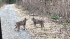 Bobcat Screams & What a Bobcat Sounds Like?