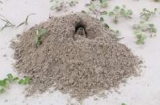 What are Gopher Predators?