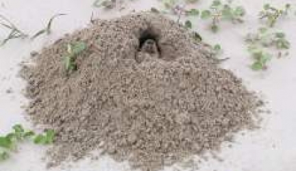 What are Gopher Predators?