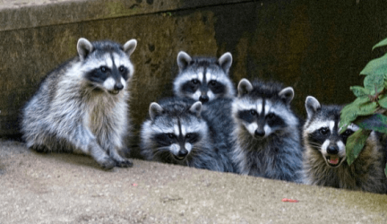 Do Raccoons Attack Cats & Dogs?