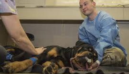 What to Do If Your Dog Fights a Raccoon?