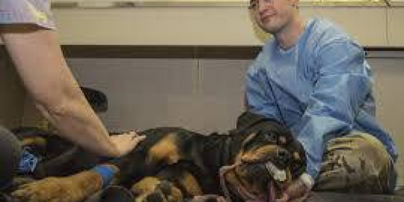 What to Do If Your Dog Fights a Raccoon?