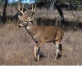 What are Deer main predators?