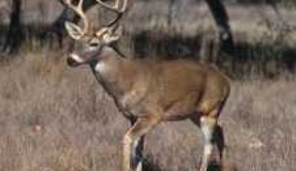 What are Deer main predators?